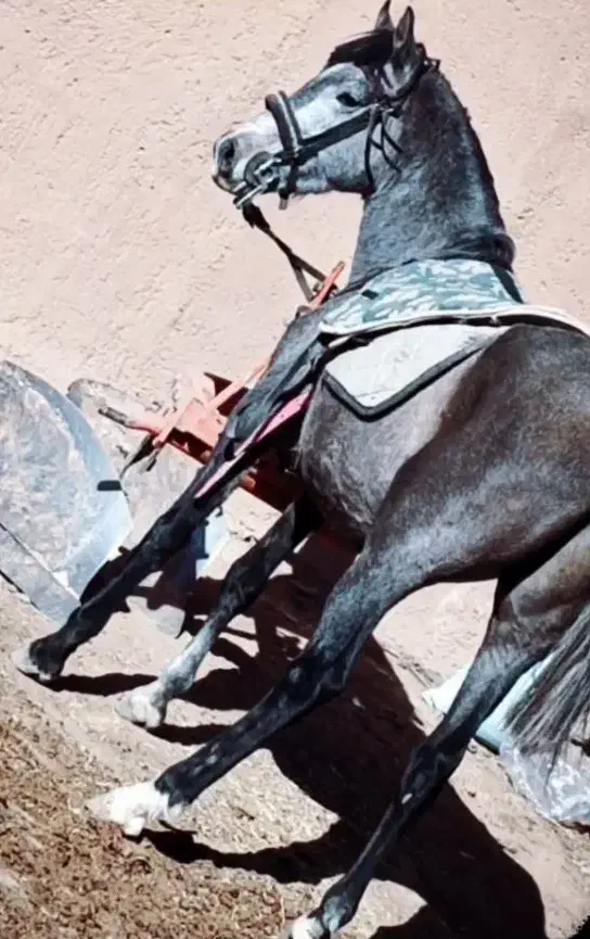 اسب|اسب و تجهیزات اسب‌سواری|قیدار, |دیوار