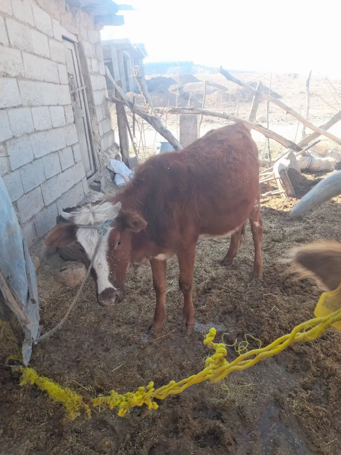 فروشی|حیوانات مزرعه|گلی داغ, |دیوار