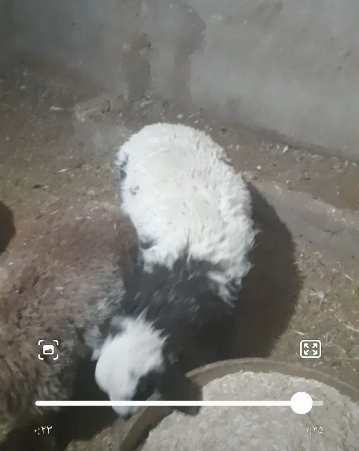 بره|حیوانات مزرعه|گناباد, |دیوار