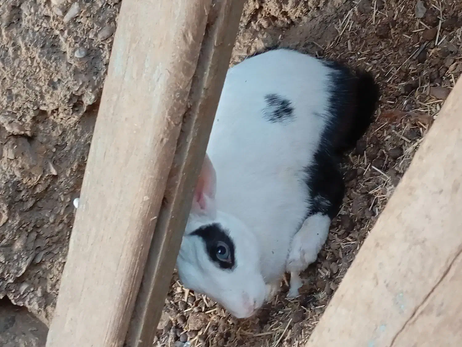 خرگوش|موش و خرگوش|زابل, |دیوار