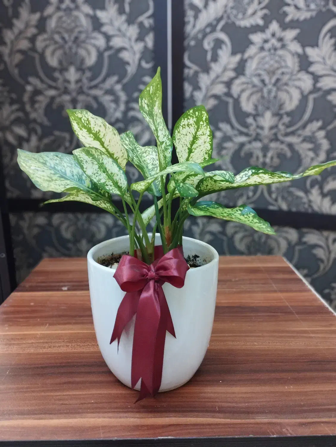 گل زیبای آپارتمانی|گل و گیاه طبیعی|اندیشه, اندیشه فاز ۱|دیوار