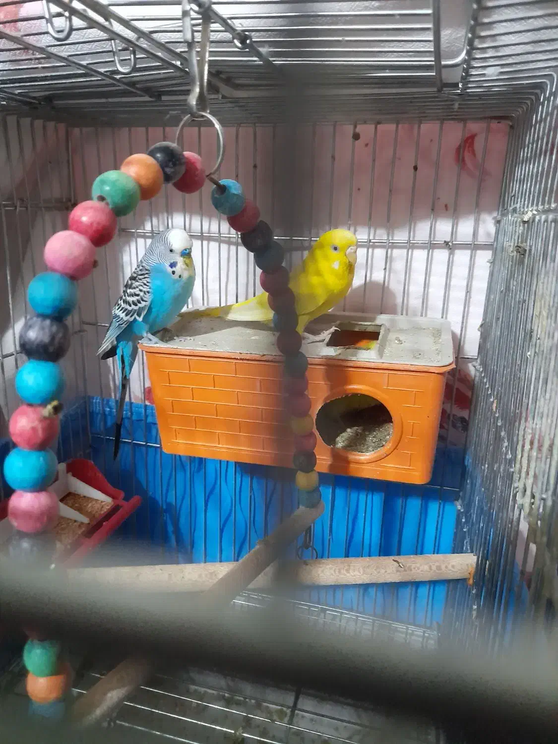 مرغ عشق|پرنده|شاهین‌شهر, شهرک میلاد|دیوار