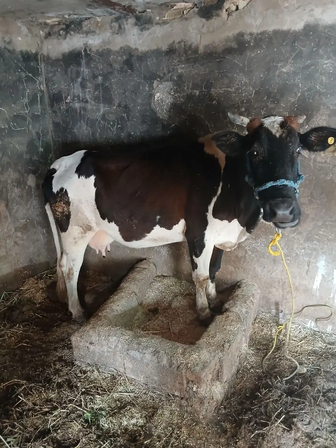 حمدیه|حیوانات مزرعه|حمیدیه, |دیوار