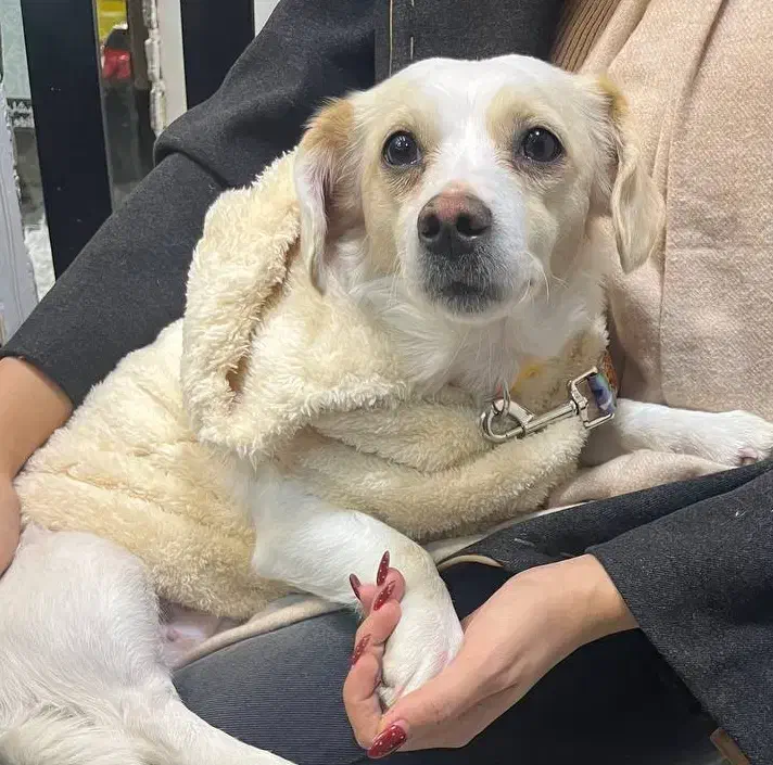 واگذاری سگ|سگ|مشهد, سعد آباد|دیوار