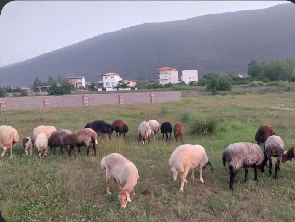 فروش گوسفند زنده محلی|حیوانات مزرعه|هچیرود, |دیوار
