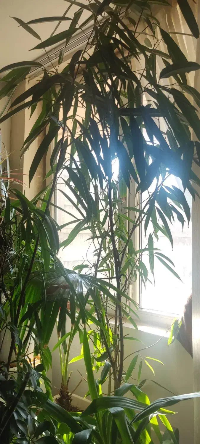 تعدادی گل اپارتمانی عالی بفروش میرسد|گل و گیاه طبیعی|فردیس, سرحد آباد|دیوار