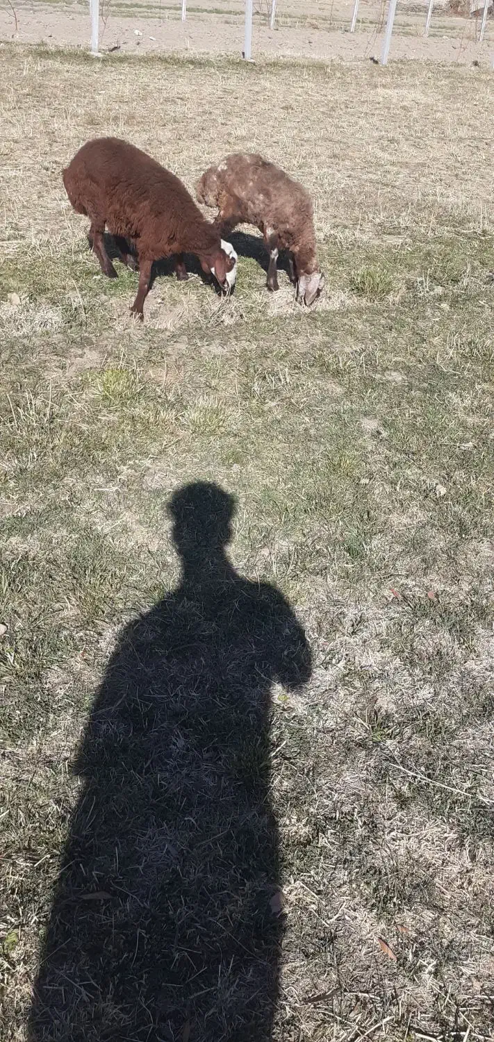 دو عد بر ماد|حیوانات مزرعه|سنقر, |دیوار