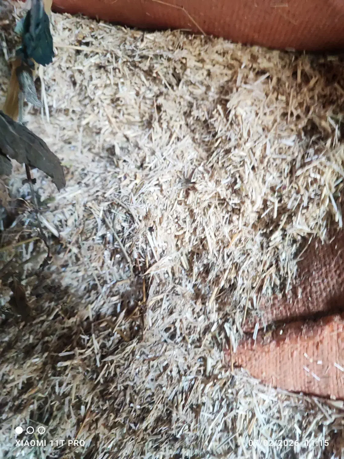 کاه|لوازم جانبی حیوانات|سیلوانه, |دیوار