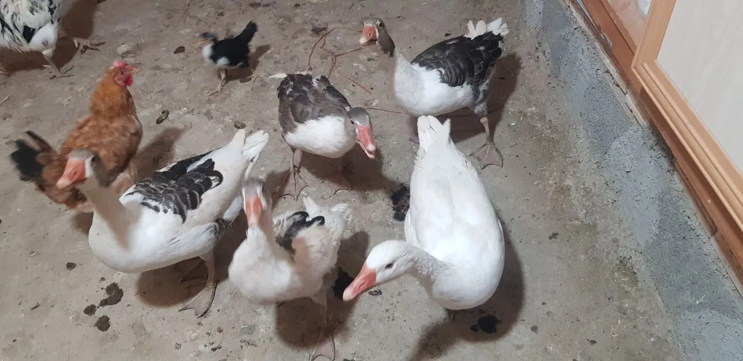 غاز|حیوانات مزرعه|دورود, |دیوار