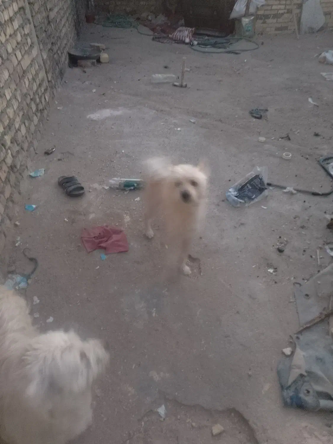 پامر روباهی|سگ|یزد, |دیوار