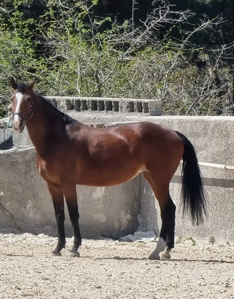 مادیان  دو سر وارداتی|اسب و تجهیزات اسب‌سواری|تهران, بوستان چیتگر|دیوار