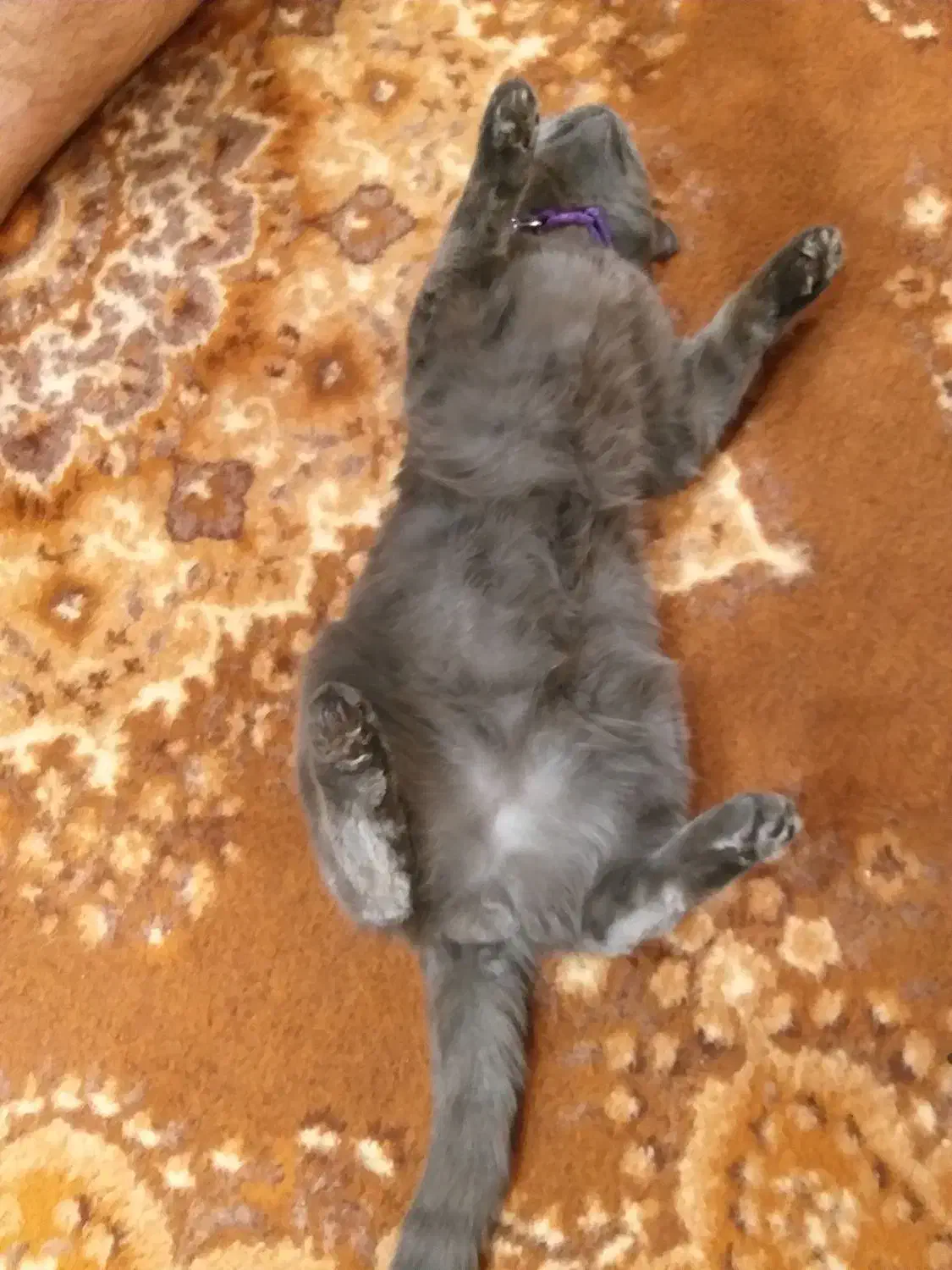 گمشده|حیوانات|یزد, |دیوار