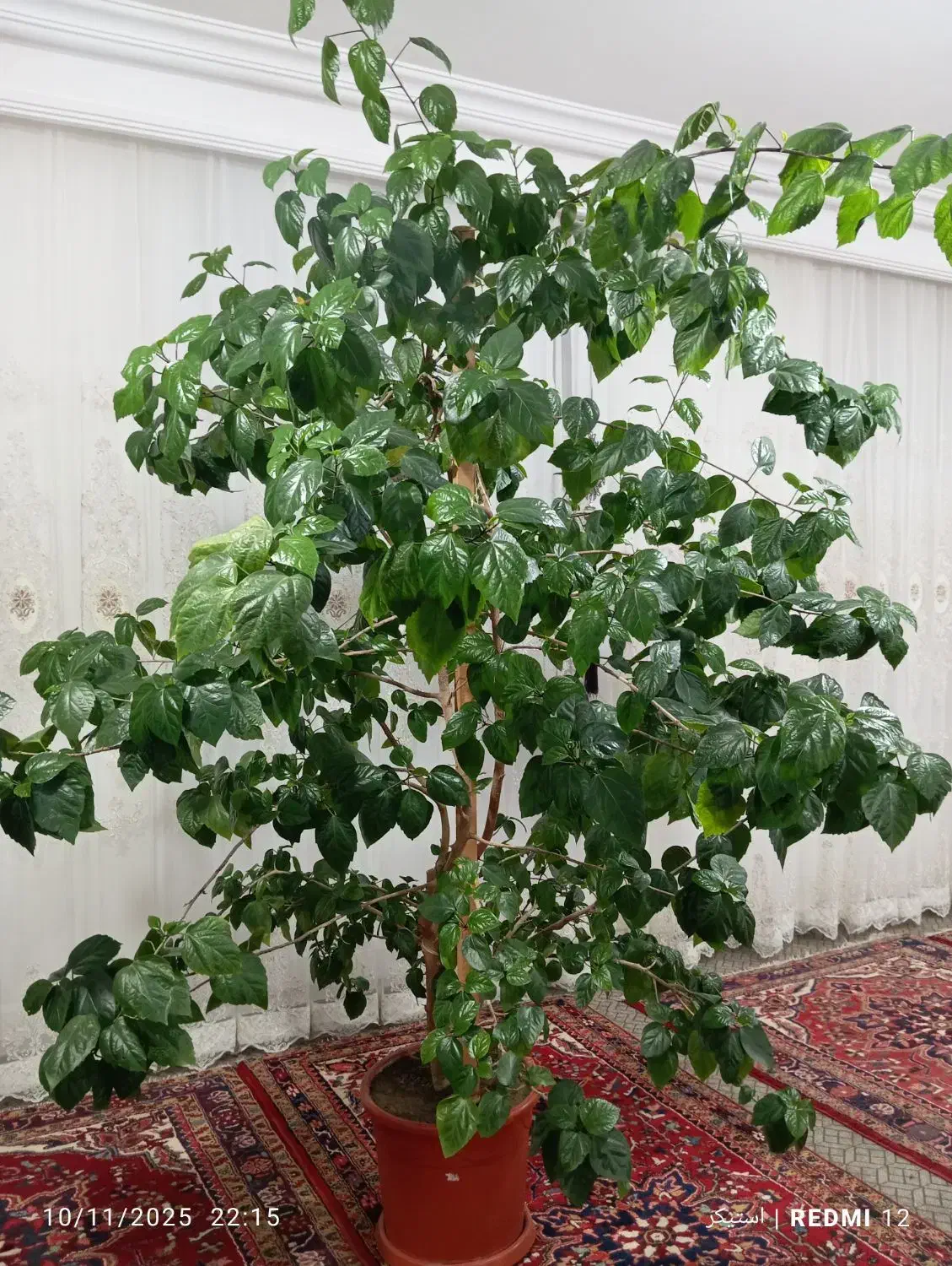 گل بنجامین|گل و گیاه طبیعی|هوراند, |دیوار