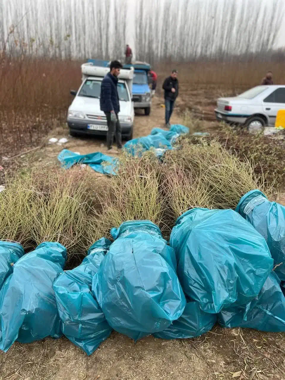 نهال گلابی فورل بصورت پیشفروش|خدمات باغبانی و درختکاری|نمین, |دیوار