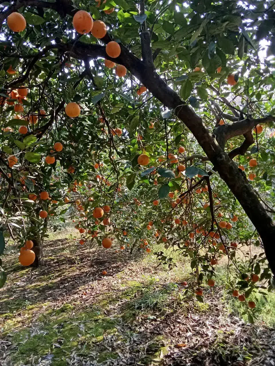 پرتقال تامسون سر درختی|خوردنی و آشامیدنی|نکا, |دیوار