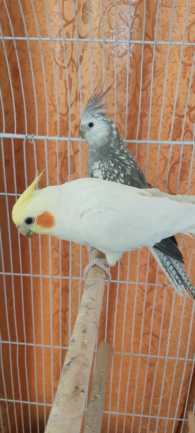 عروس هلندی مولد|پرنده|مرودشت, زنگی آباد|دیوار