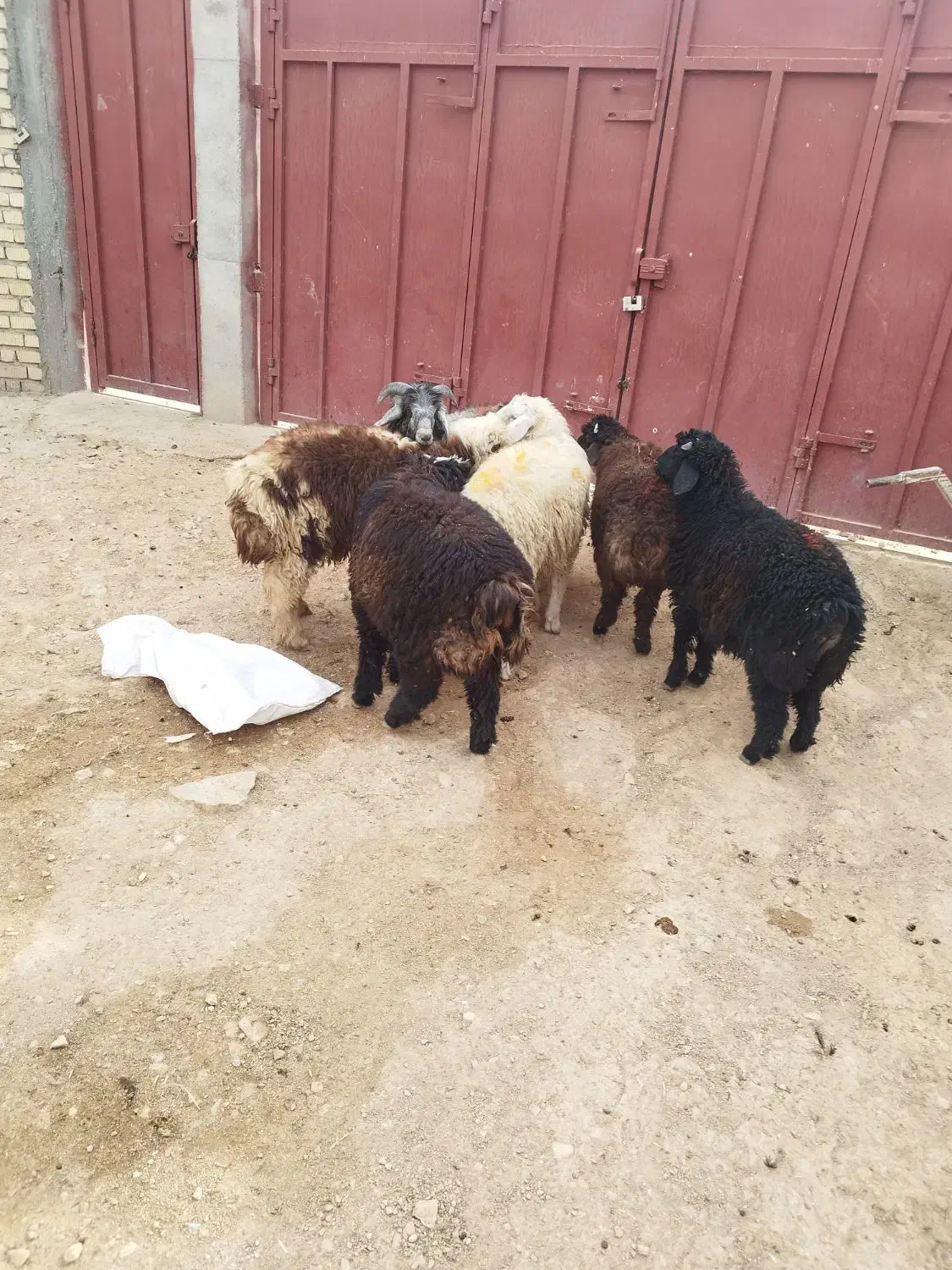 بره نر پرواری|حیوانات مزرعه|مرودشت, زنگی آباد|دیوار