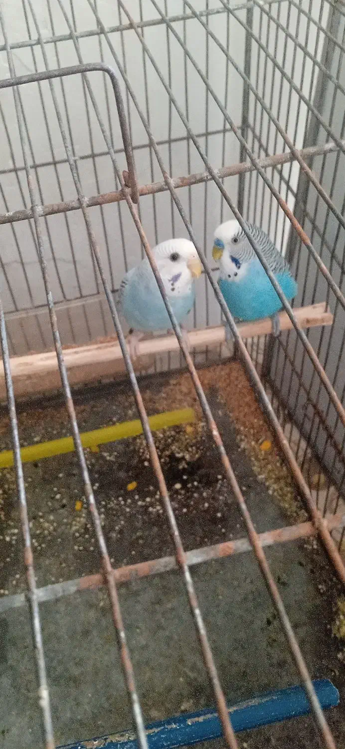 مرغ عشق معاوضه با کبوتر|پرنده|سروآباد, |دیوار