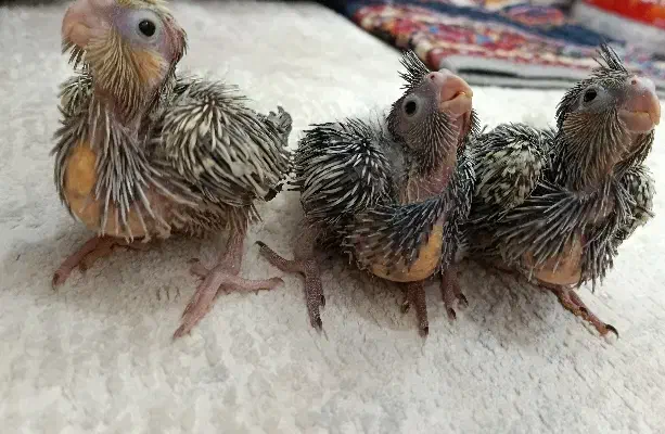 عروس هلندی|پرنده|قم, شهرک فاطمیه|دیوار