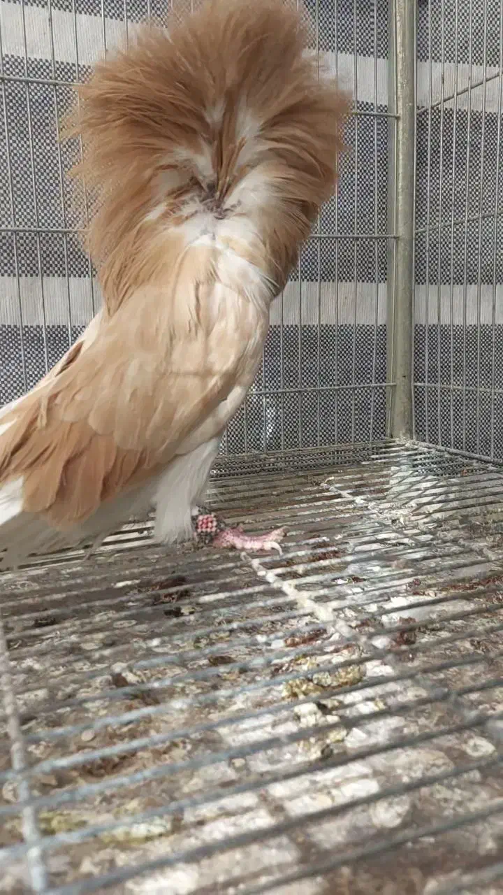 کبوتر زینتی تزئینی شامپیون|پرنده|اصفهان, سرشبادران|دیوار