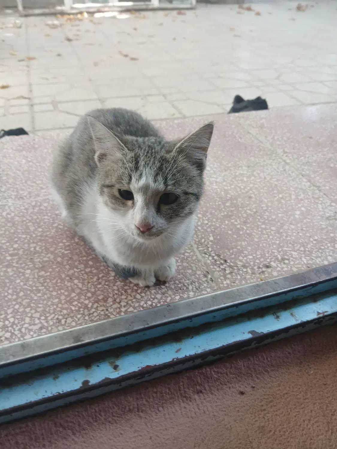 واگذاری بچه گربه|گربه|ابهر, |دیوار