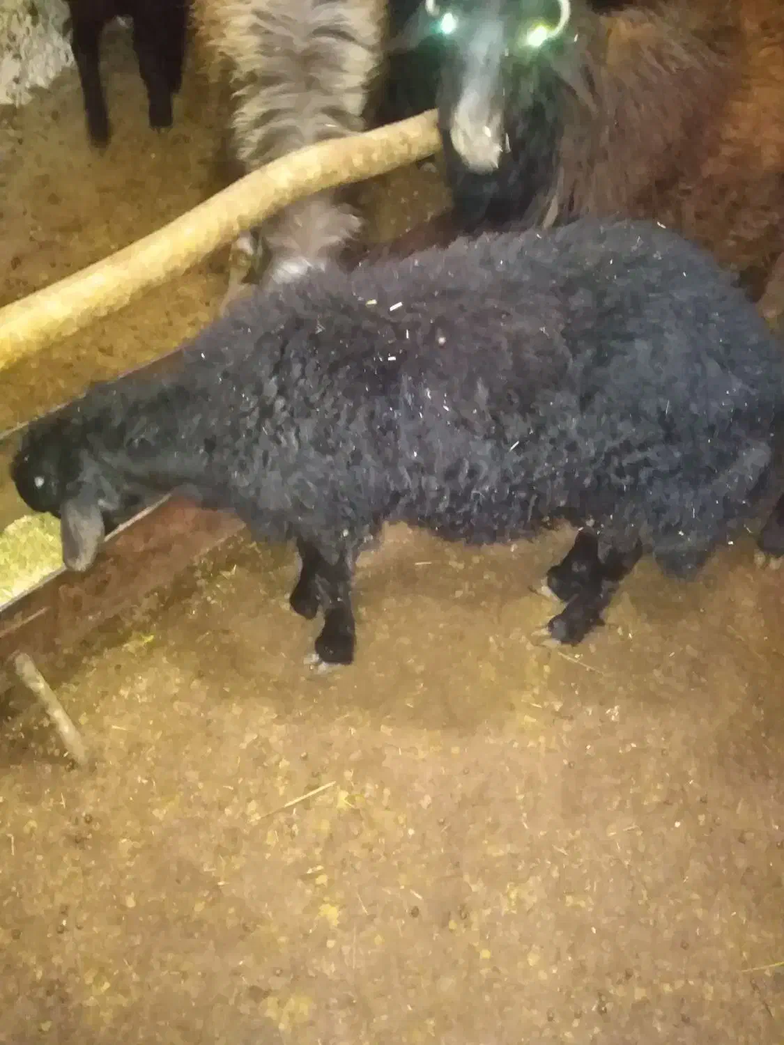 بره|حیوانات مزرعه|فیروزکوه, |دیوار