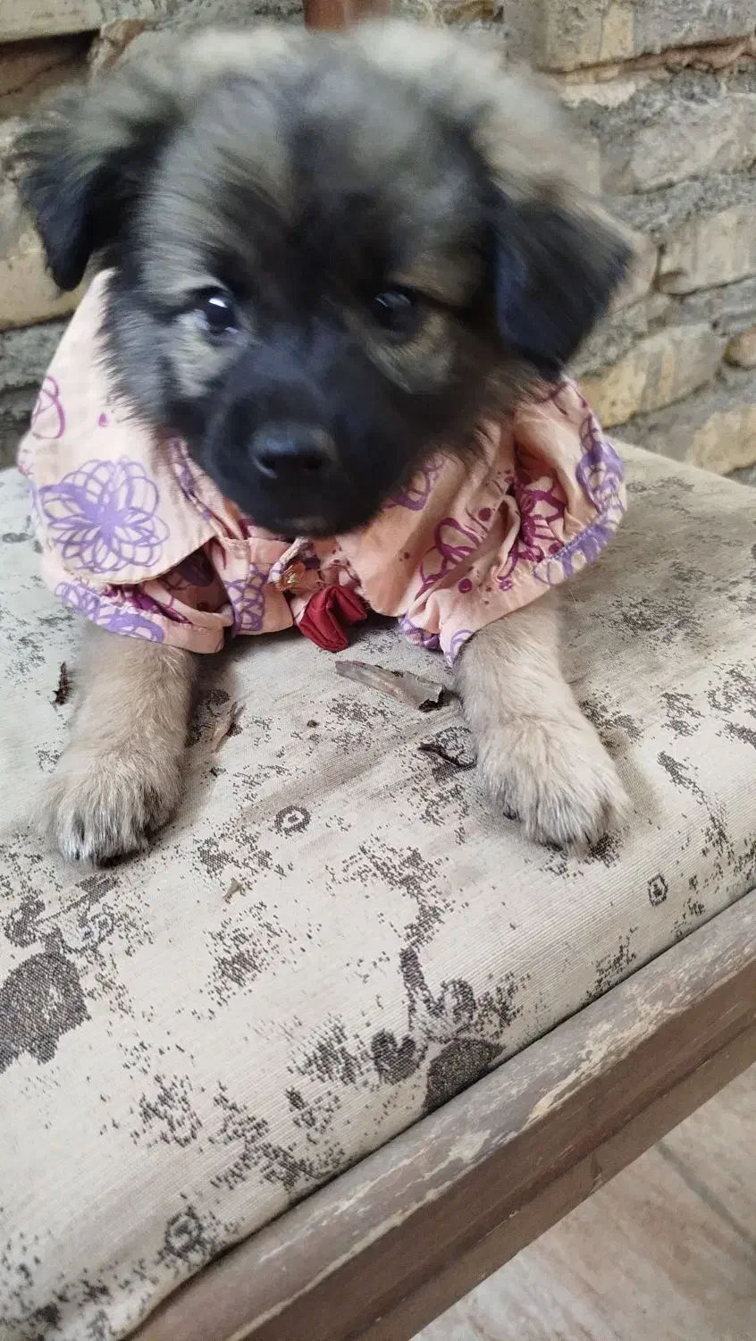 فروش توله سگ پا کوتاه|سگ|یزد, |دیوار