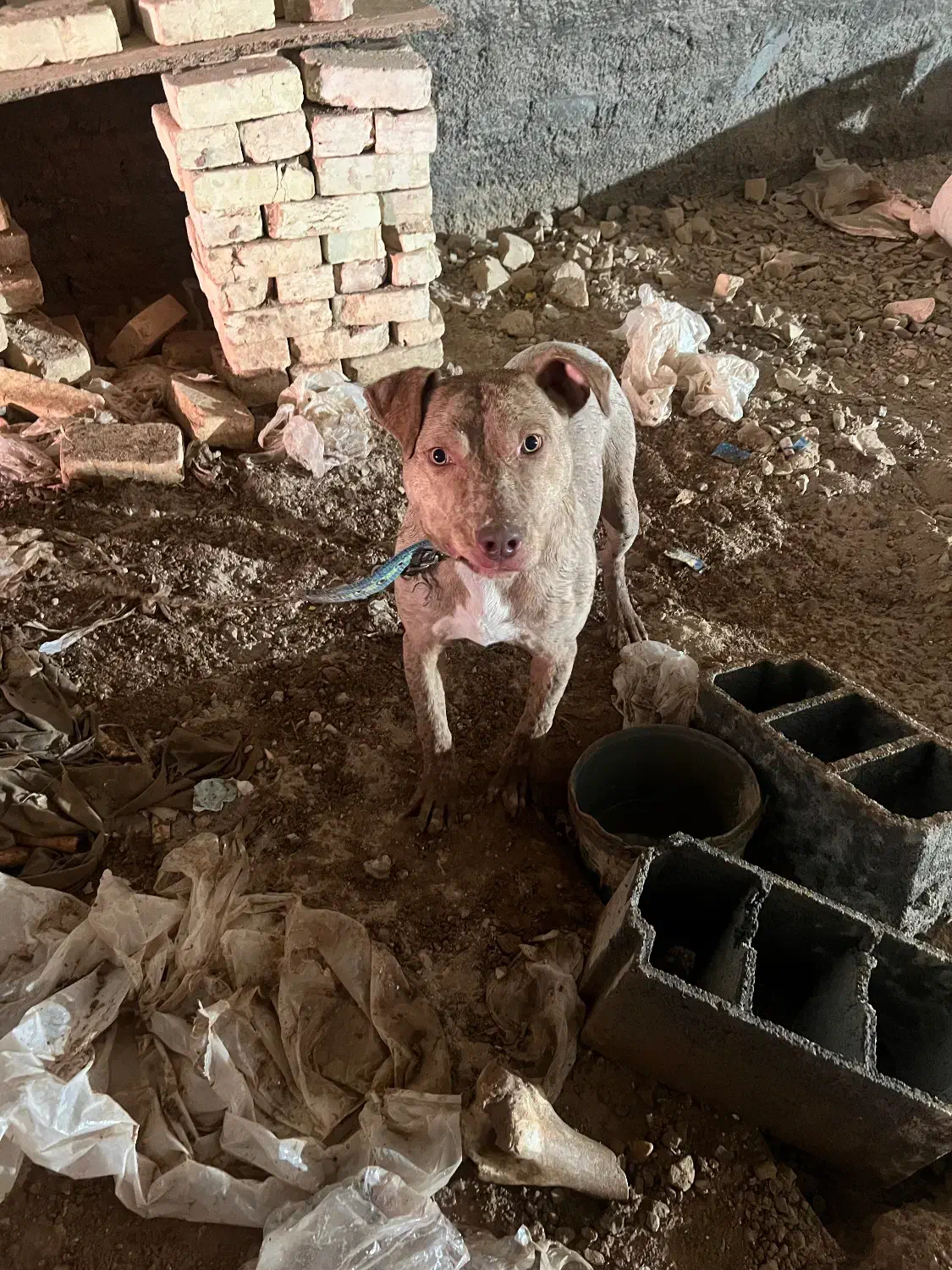 گمشده|حیوانات|یزد, |دیوار