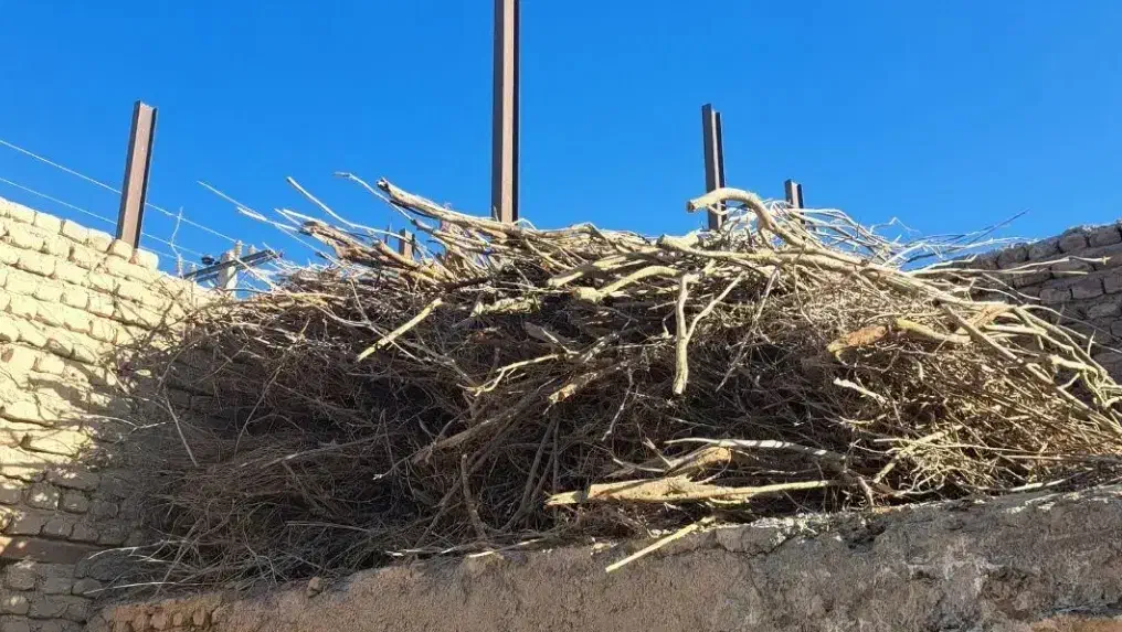 چوپ خشک و هیزم|خدمات باغبانی و درختکاری|تیمور آباد, |دیوار