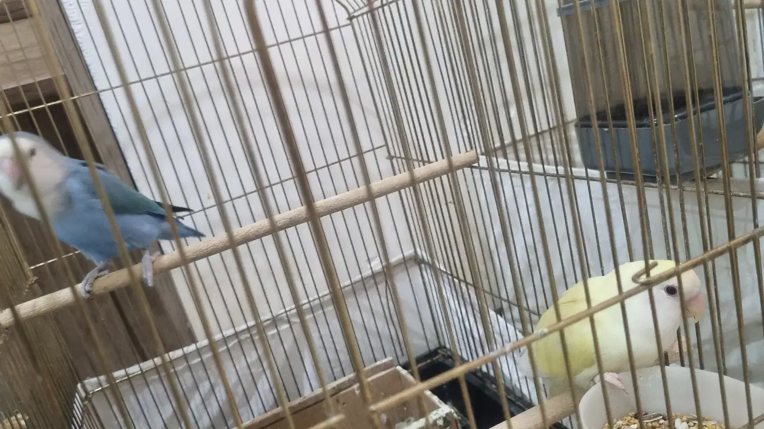 جفت مولد طوطی برزیلی -کوتوله|پرنده|شهرکرد, |دیوار