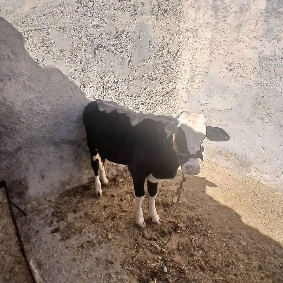 گوساله نر|حیوانات مزرعه|ملکشاهی, |دیوار