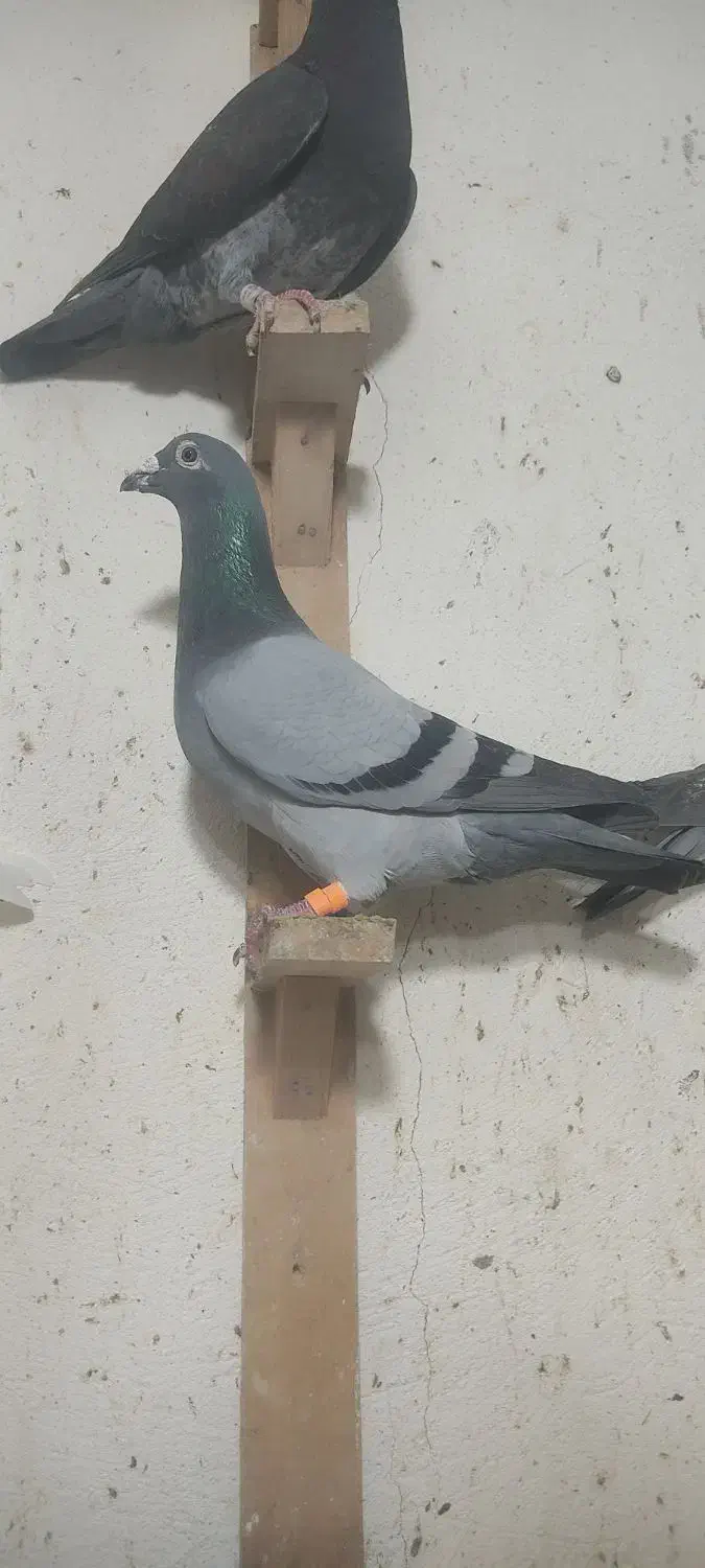 هفترنگ|پرنده|گنبد کاووس, |دیوار