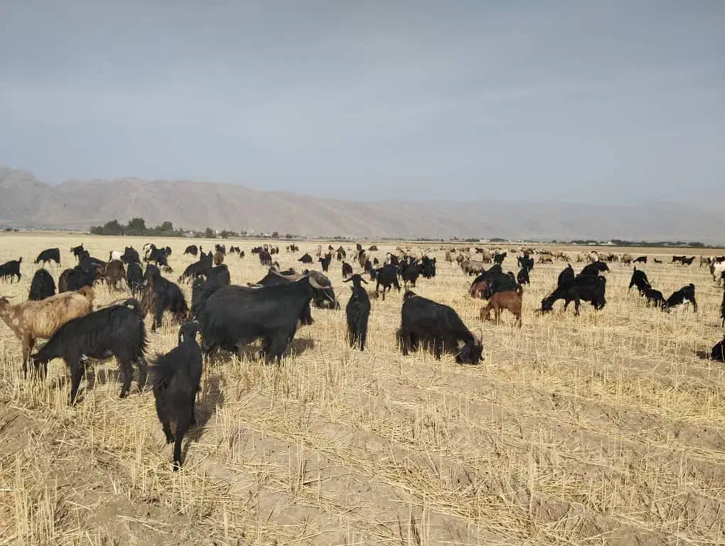 فروش و معاوضه بز با نیسان وانت|حیوانات مزرعه|ارژن, |دیوار