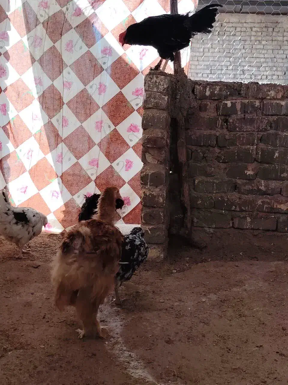 مرغ و خروس مرندی،گلین و برهما|حیوانات مزرعه|خمینی‌شهر, |دیوار