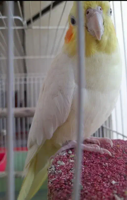 فروش دو عدد عروس هلندی|پرنده|بندرعباس, |دیوار