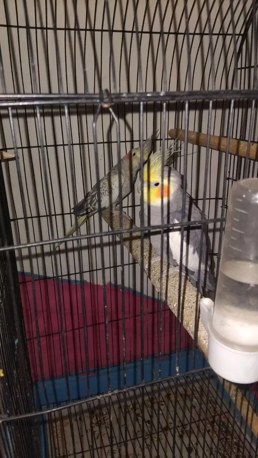 عروس هلندی جفت|پرنده|قم, ولیعصر|دیوار