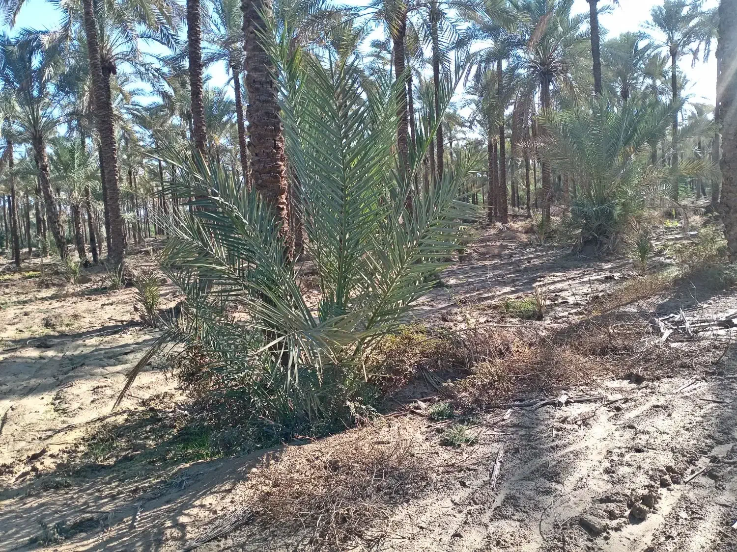 نخل|گل و گیاه طبیعی|سعدآباد, |دیوار