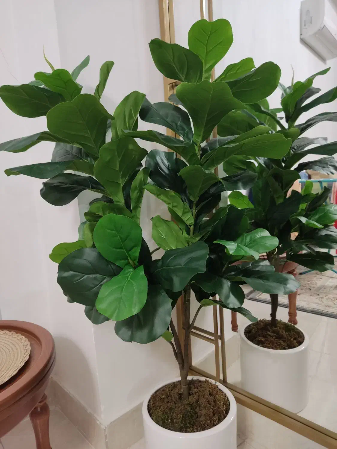 درختچه لیراتا|گل مصنوعی|رشت, جهاد|دیوار