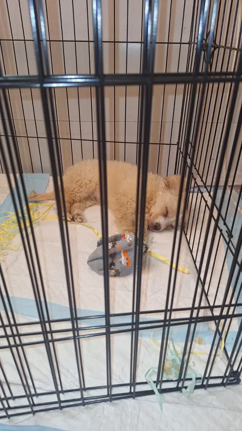 گمشده|حیوانات|فسا, |دیوار