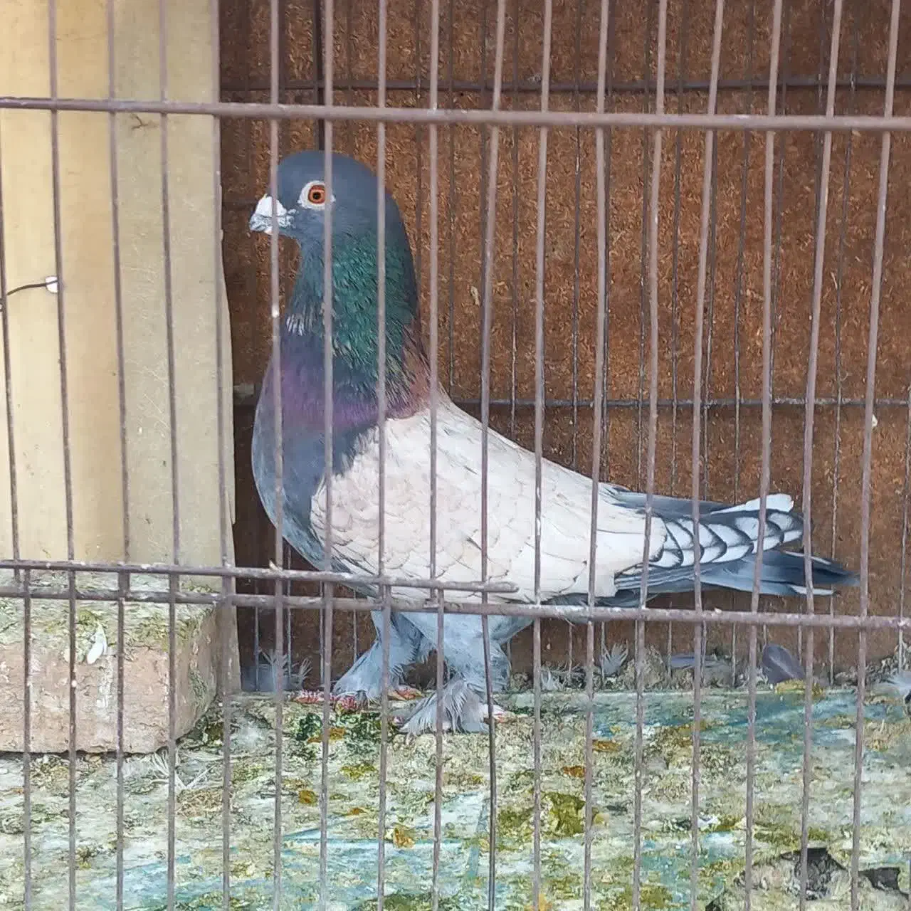 کبوتر تزیینی|پرنده|قم, الوندیه و گذر صادق|دیوار