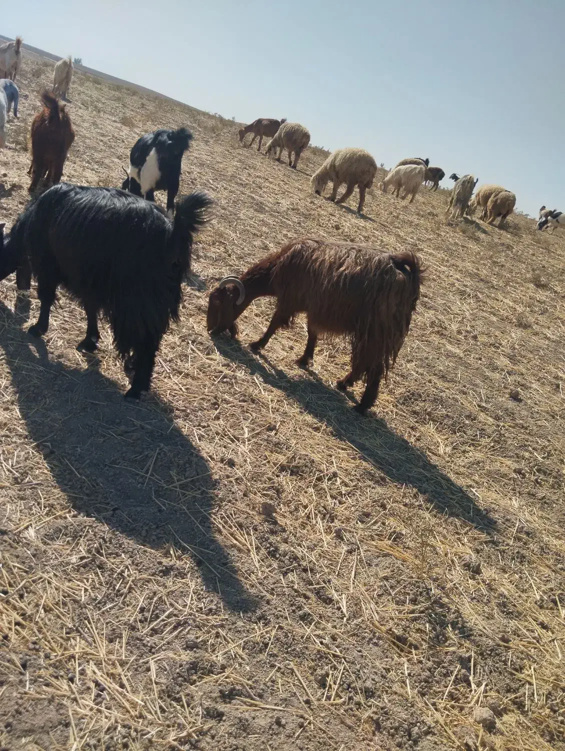 بز آبستن وعالی|حیوانات مزرعه|دهدشت, |دیوار