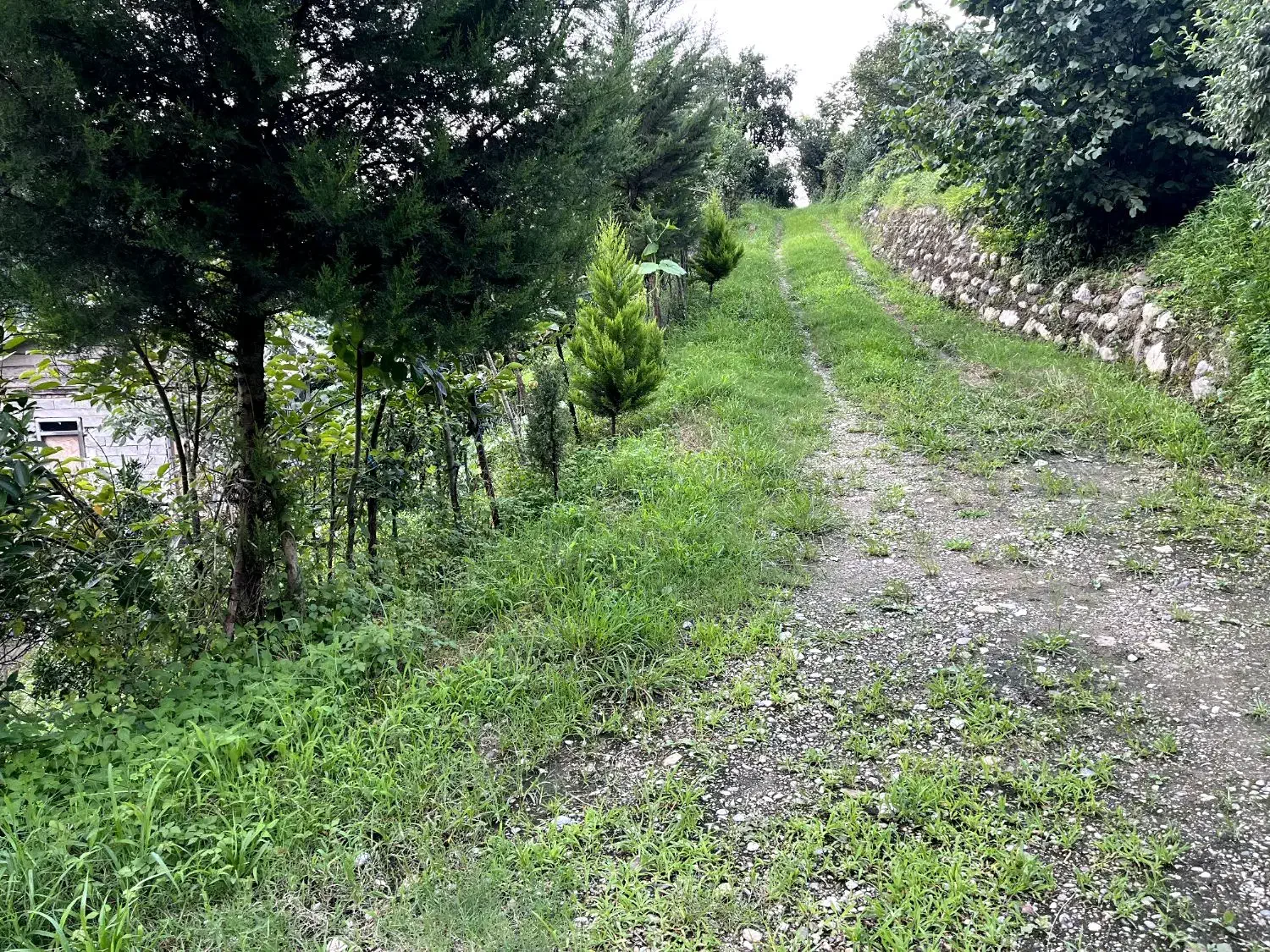 خونه باغ روستایی|فروش زمین و ملک کلنگی|شیرود, |دیوار