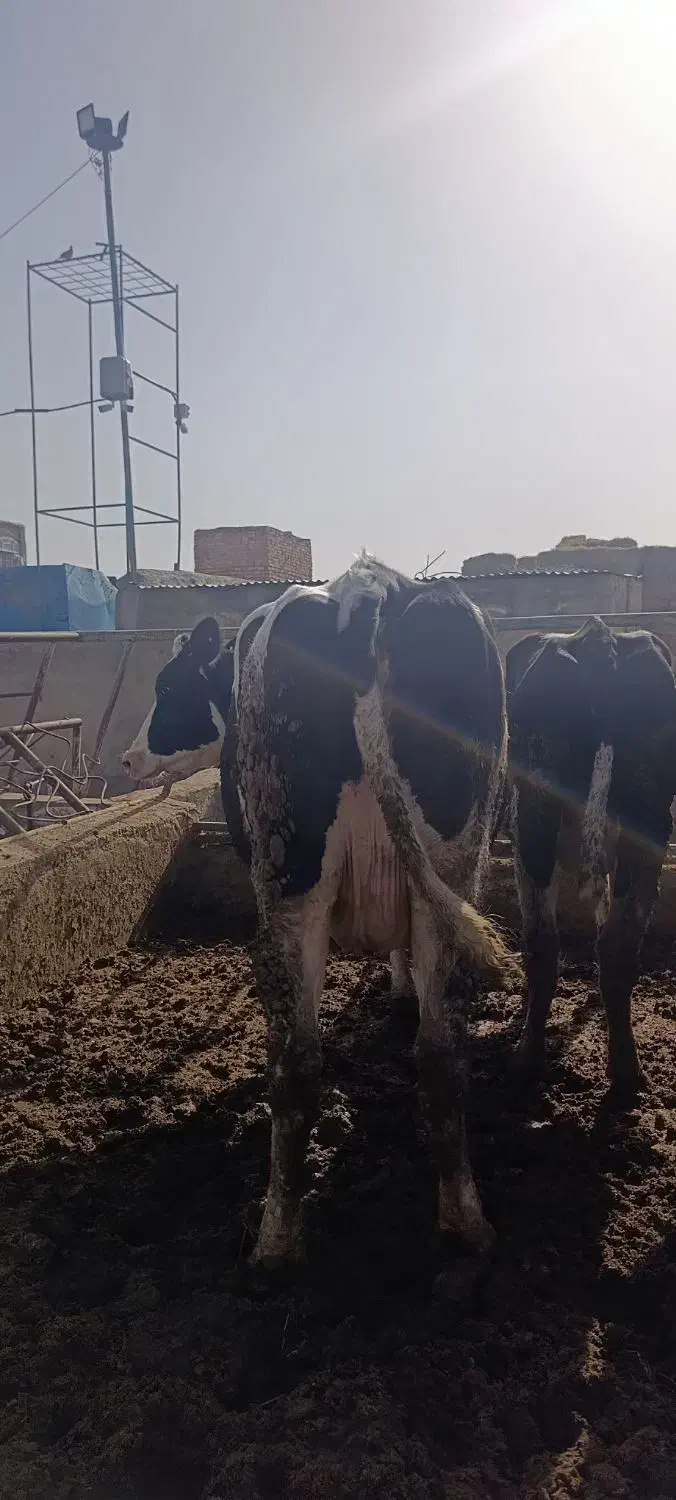 گاو صنعتی|حیوانات مزرعه|فیروزه, |دیوار