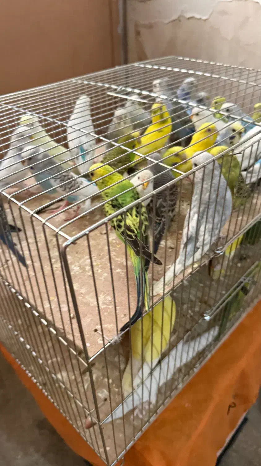 مرغ عشق کوتوله طوطی فروش وخرید|پرنده|قم, دانش|دیوار