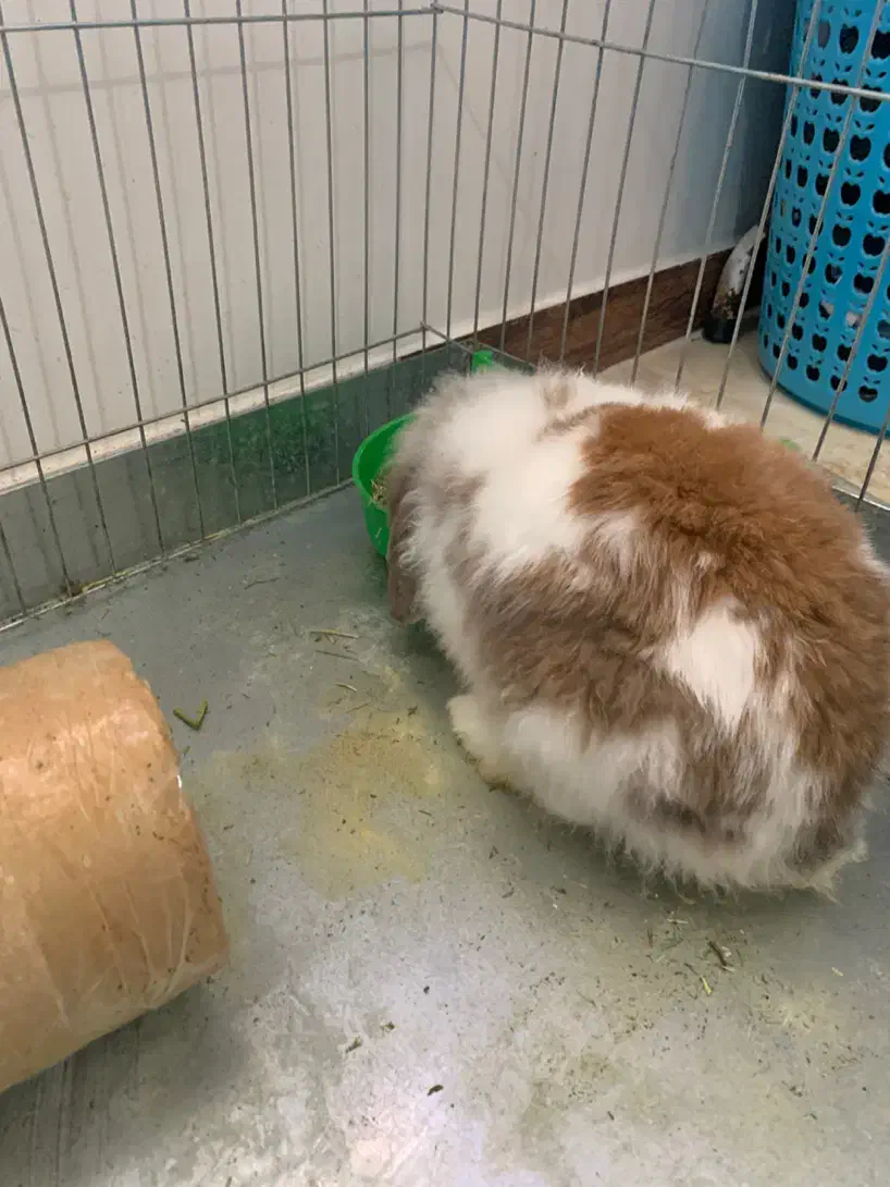 خرگوش لوپ نر با قفس|موش و خرگوش|ساری, |دیوار