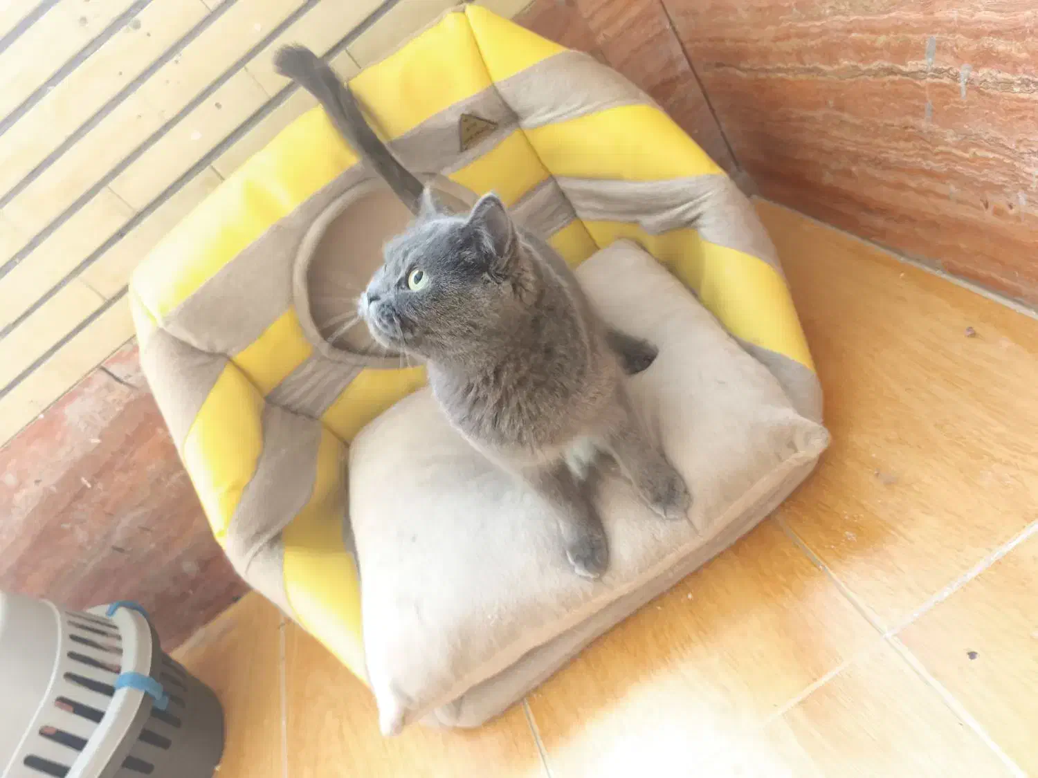 گربه اسکاتیش بریتیش|گربه|کرمان, |دیوار