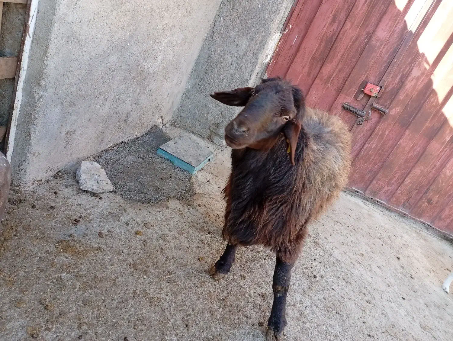 قوچ همو|حیوانات مزرعه|قوچان, |دیوار