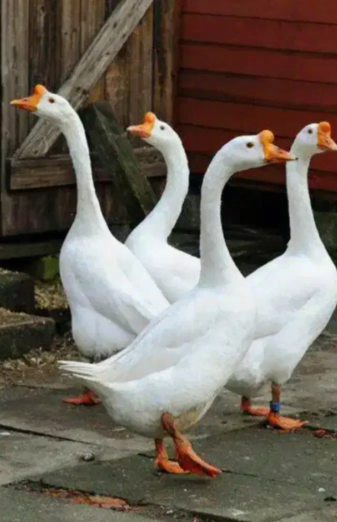 جوجه قوغاز، بوقلمون، اردک، خروس|حیوانات مزرعه|نیشابور, فضل|دیوار