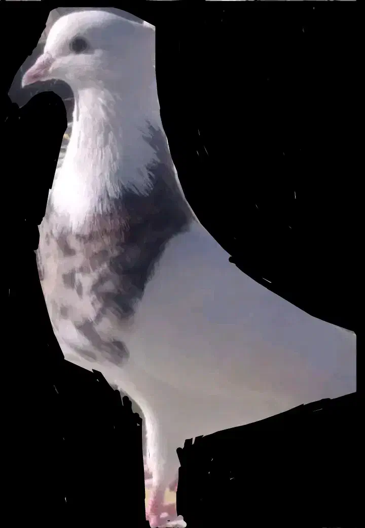 کبوتر گم شده|حیوانات|سرپل ذهاب, |دیوار