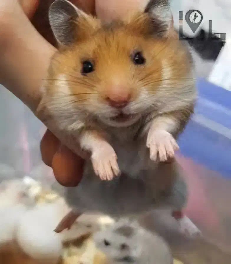 همستر|موش و خرگوش|خمینیشهر, |دیوار